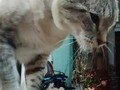 Amigos, mi gata @tormentacats está extraviada en la Urbanización La Paz, segunda etapa de #Maracaibo si alguien la ve, por favor avise lo más pronto posible. Gracias.