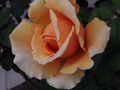 Asi amanece mi #jardin lleno de #rosas ❤️