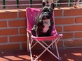 Hoy después de casi un año del problema de columna que tuvo fiona (negra), después de estar a punto de quedar sin movilidad en sus patas traseras, después de mucho dolor y sufrimiento, así es cómo evolucionó, con la energía de un perrito normal, como si nunca hubiera tenido nada y viviendo todos los días con la misma energía, nunca voy a tener las palabras para agradecerle a la mejor fisio de Colombia @fisiovetangelicaurrea sin ustedes nada de esto hubiera sido posible.
