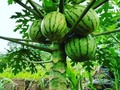 Para los de la ciudad, que no conocen como crece la Sandía 🍉