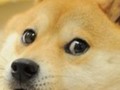 This #Dogecoin pump without a tweet from elonmusk like much wow.