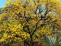 Araguaney 🌳 • • #tree #nature #araguaney #green #yellow #sky #explore #explorepage #naturephotography