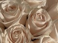 🌹🌹🌹
