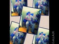 #piccollage