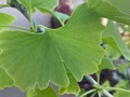 Hay algo más bonito que una hoja de Ginkgo??