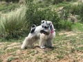 Soy feliz viéndote feliz   #petlover #petphotography #colcacanyon