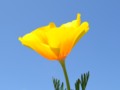 Yellow Poppy for 365 Days of Flowers
