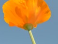 View of Orange Poppy for 365 Days of Flowers