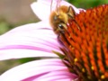 Echinacea with Bee for 365 days of flowers