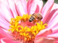 Pink Zinnia in Summer with a Bee for 365 Days of FLowers