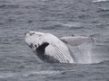 Encuentran una ballena jorobada muerta en las playas de Colombia - W Radio