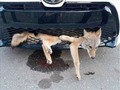 Coyote viaja todo un condado en el auto y ella no lo sabía - EL DEBATE