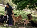 Medellín espera reactivar la adopción de mascotas - El Colombiano