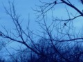 Birds in blue at dusk....
