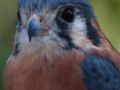 Intriguing Eyes ~ Falcon
