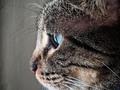 #gato #cat