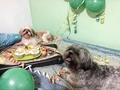 Feliz cumple #4 MIYO ( tu mamá, Fifhy y yo te amamos) Psdta: ESTOY ORGULLOSO DE LA FAMILA QUE HEMOS FORMADO ❤️LOS AMO ❤️ @gildamakeupp 😍 @shihtzu_miyo_and_fifhy 🐶🐶