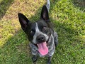 Happy dog 🐶. #indy#blueheeler#cattledog#happydog#perrofeliz#playtime#nature#springweather#park#cute#pet#mascotafeliz