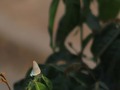 #Butterfly 🦋  #DesdeLaPuertaDeMiCasa #QuarantineTime #PicOfTheDay #Photography #Morning #WithOutFilter #FromTheDoorOfMyHouse #📸 #Focus #Fly