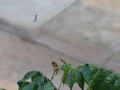 #Butterfly 🦋  #DesdeLaPuertaDeMiCasa #QuarantineTime #PicOfTheDay #Photography #Morning #WithOutFilter #FromTheDoorOfMyHouse #📸 #Focus #Fly