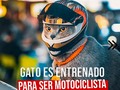 Un gato 🐈 es entrenado para ser motociclista   Un hombre y su gato se han vuelto sensación en TikTok al mostrar sus increíbles viajes en moto. 🏍️   En esta popular plataforma de videos, es común encontrar contenido protagonizado por animales, y esta vez un gato ha capturado la atención de los usuarios.  En una serie de videos, podemos observar a un elegante felino gris subiendo a la moto junto a su dueño. El hombre se asegura de su seguridad al ponerse el casco, pero también ha tomado precauciones para proteger a su pequeño felino, que por cierto es lo que se ha robado todas las miradas de ternura en la red al ver el diminuto casco que le pone al gato. 😻  Parece que la mascota se ha convertido en todo un experto en el andar en dos ruedas, ya que no muestra ningún signo de incomodidad o miedo en los videos. Por el contrario, parece muy astuto y lleno de adrenalina.  Él es el protagonista indiscutible en todos los videos de esta red social. Además de mostrar su habilidad, también se le fotografía de manera profesional para captar la atención de los espectadores en línea. Con su increíble talento, este pequeño ha logrado acumular una cantidad impresionante de likes y reproducciones.   Normalmente, los gatos de esta especie se ven descansando, comiendo o jugando de forma tranquila y pasiva, pero este ejemplar nos muestra una faceta completamente distinta.   👉🏻 Mira más noticias en mi perfil