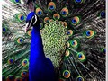 #peacock #larochelle