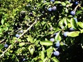 Good year for sloes...