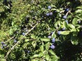 Good year for sloes