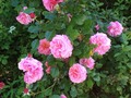 My rose garden