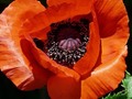 Poppy.....