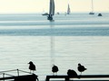 Birds and boats #larochelle #sunset #sailing