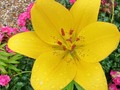 Lily #flower #lily #larochelle #yellow #terrace