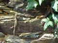 #office #view #lizard #ivy #zoom #lens #sony #20megapixels