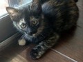 Esta ternurita esta en adopcion, tiene 5 meses y esta esterilizada, #AdoptaNoCompres #cats #catstagram #gatitos