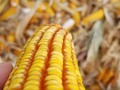 💛🌽