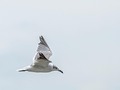 Naturaleza #gaviota #seagull #naturaleza #nature #mar #cielo #sea #sky #bird #ave