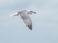 Naturaleza #gaviota #seagull #naturaleza #nature #mar #cielo #sea #sky #bird #ave