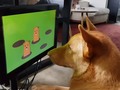 Empresa crea videojuegos para perros, aunque no todos podrán jugarlo vía wwwhatsnew