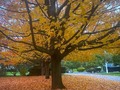Fall 🍁🍁🍂🍂