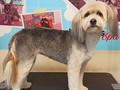 #mestizo #peluqueriacanina #perruqueria #groomer #grooming #amorporlosperros #amoloquehago #amomitrabajo #dogstyle #doglovers #doggrooming #doggroomer #santiago #chile #providencia #venezolanoenchile #josgra