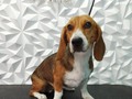 Chanel la ganadora del concurso de fecha de 24 de enero 2022 #beagle #peluqueriacaninabarinas #peluqueriacanina #perruqueria #amorporlosanimales #amoloquehago #amoalosperros #amoalosperros #doglovers #doglover #doglove #doggroomer #doggrooming #dogsofinstagram #dogloversofinstagram #groomerdog #groomer #grooming #barinas #venezuela #josgra