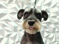#schnauzer #antesydespues #peluqueriacaninabarinas #peluqueriacanina #perruqueria #doglovers #doggrooming #doglover #doglove #dogloversofinstagram #amoalosanimales #amolosanimales #amoalosperros #amomitrabajo #groomer #groomingdog #grooming #barinas #venezuela #josgra