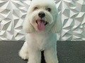 #poodle #poodlelove #poodlemix #amoalosanimales #amoloquehago #amoalosperros #amomitrabajo #peluqueriacaninabarinas #peluqueriacanina #perruqueria #doglovers #doggrooming #doggroomersofinstagram #doglover #doglove #doggroomer #dogloversofinstagram #groomer #groomingdog #grooming #groomerlife #barinas #venezuela #josgra