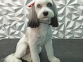 #mestiza #mestizos #peluqueriacaninabarinas #peluqueriacanina #perruqueria #antesydespues #amoalosanimales #amolosanimales #amoloquehago #amoalosperros #amomitrabajo #doglovers #doggrooming #doggroomersofinstagram #doglover #doglove #doggroomer #dogloversofinstagram #groomer #groomingdog #grooming #groomerlife #barinas #venezuela #josgra