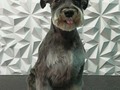 #schnauzer #salypimienta #amoloquehago #amoalosperros #amomitrabajo #peluqueriacaninabarinas #peluqueriacanina #perruqueria #groom #groomer #grooming #groomerlife #groomers #doglovers #doggrooming #doglover #doglove #doggroomer #dogsofinstagram #barinas #venezuela #josgra