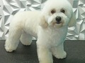 #poodlemix #poodlelove #poodle #peluqueriacaninabarinas #peluqueriacanina #perruqueria #amoloquehago #amoalosperros #amomitrabajo #groom #groomingdog #groomer #grooming #groomerlife #groomers #doglovers #doggrooming #doggroomer #doglover #doglove #dogsofinstagram #barinas #venezuela #josgra