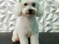 #poodlemix #poodlelove #peluqueriacaninabarinas #peluqueriacanina #perruqueria #amoloquehago #amoalosperros #amomitrabajo #doglovers #doggrooming #doglover #doglove #doggroomer #dogsofinstagram #groomingdog #groom #groomer #grooming #groomerlife #groomers #barinas #venezuela #josgra