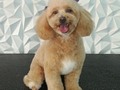 #poodle #poodlelove #poodemix #apricot #peluqueriacaninabarinas #peluqueriacania #perruqueria #amoloquehago #amoalosperros #amomitrabajo #doglovers #doggrooming #doglover #doglove #doggroomer #dogsofinstagram #groomindog #groom #groomingdogs #groomer #groomingdog #groomindogs #grooming #groomerlife #groomers #barinas #venezuela #josgra