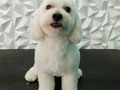 #poodle #poodlelove #poodlemix #peluqueriacania #peluqueriacaninabarinas #perruqueria #amoloquehago #amoalosperros #amomitrabajo #doglovers #doggrooming #doglover #doggroomer #doglove #dogsofinstagram #groomindog #groom #groomingdogs #groomingdog #groomerlife #groomers #barinas #venezuela #josgra