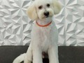 #poodle #poodlemix #poodlelove #peluqueriacaninabarinas #peluqueriacania #perruqueria #amoloquehago #amomitrabajo #amoalosperros #doglovers #doggrooming #doglover #doglove #dogsofinstagram #doggroomer #groomingdogs #groom #groomingdog #grooming #groomer #groomerlife #groomers #barinas #venezuela #josgra